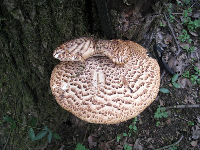 Il Risveglio dei Funghi .... in Brianza